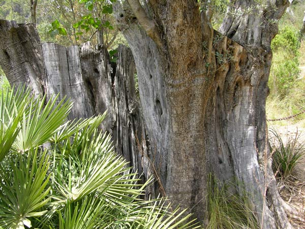olea europaea 08