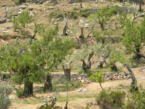 olea europaea 10