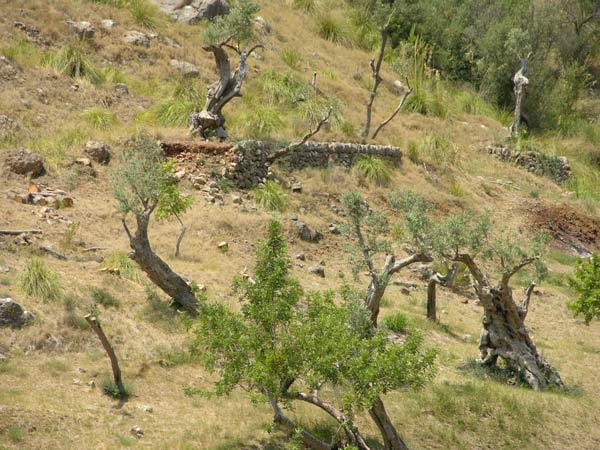olea europaea 11
