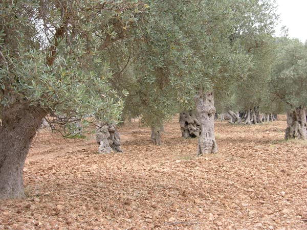 olea europaea 12