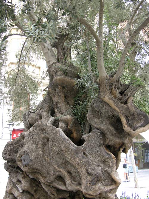 olea europaea 13