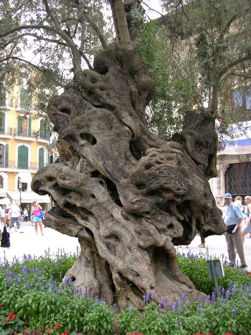 olea europaea 14