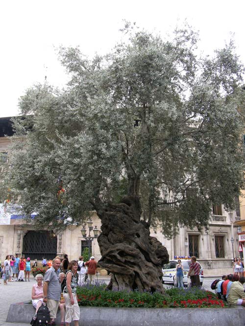 olea europaea 15