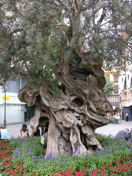 olea europaea 16