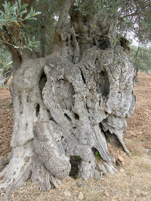 olea europaea 17