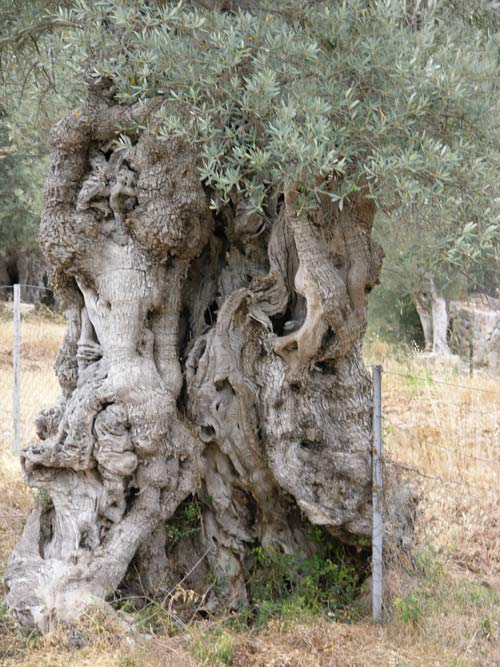 olea europaea 18