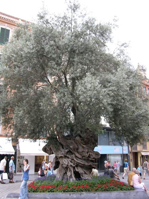 olea europaea 19