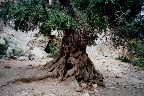 olea europaea 20
