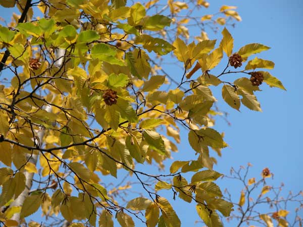 ostrya carpinifolia 02