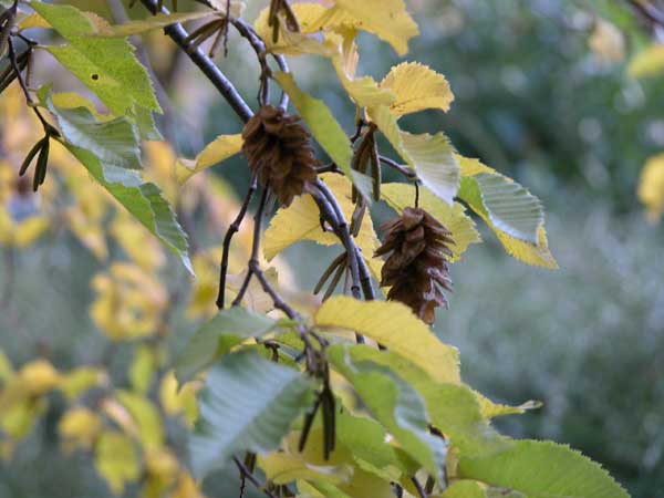 ostrya carpinifolia 03
