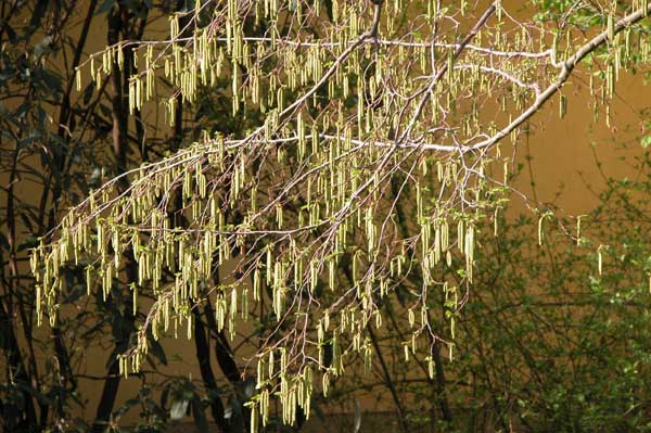 ostrya carpinifolia 04