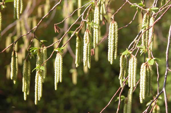 ostrya carpinifolia 05