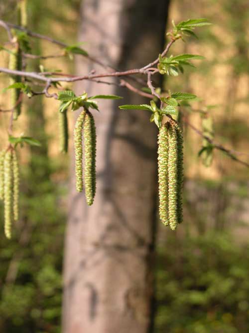 ostrya carpinifolia 06