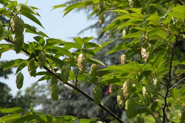 ostrya carpinifolia 07