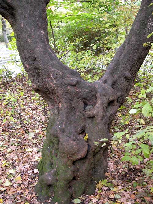 ostrya carpinifolia 08