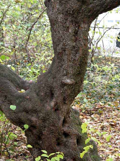 ostrya carpinifolia 09