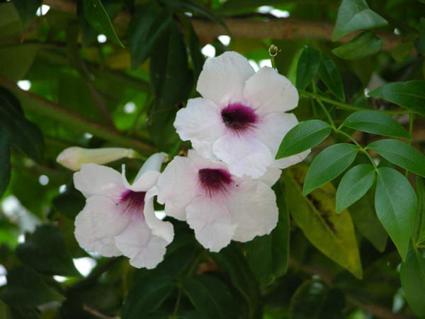 pandorea jasminoides 01
