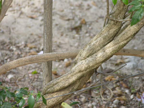 pandorea jasminoides 02
