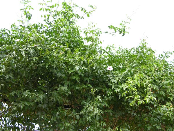 pandorea jasminoides 03
