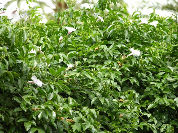 pandorea jasminoides 04
