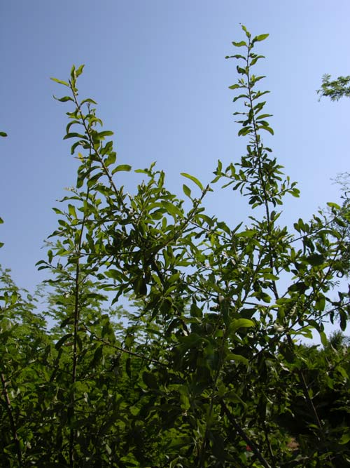 pappea capensis 02