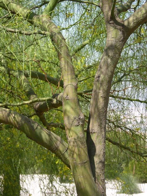 parkinsonia aculeata 02