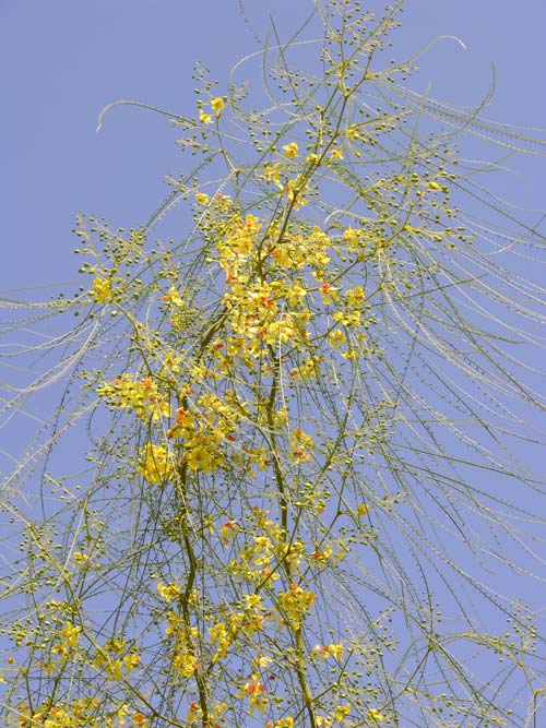 parkinsonia aculeata 03