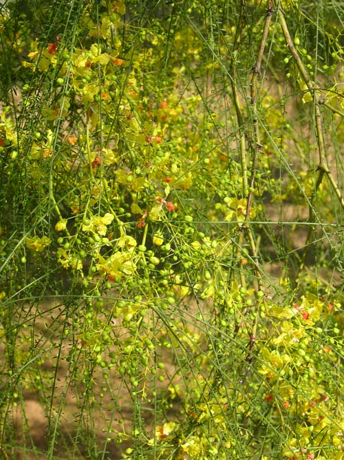parkinsonia aculeata 05