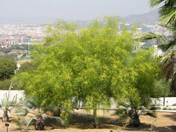 parkinsonia aculeata 06