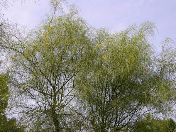 parkinsonia aculeata 07