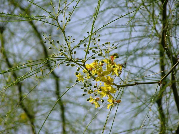parkinsonia aculeata 08