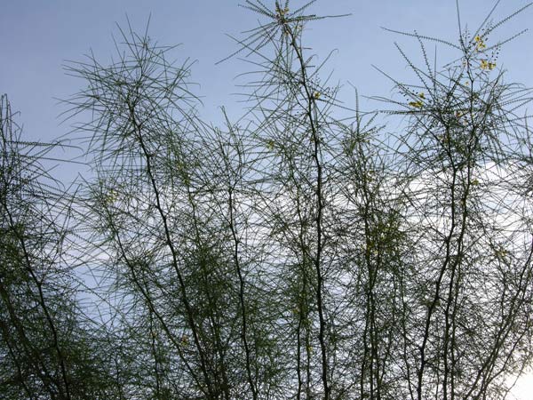 parkinsonia aculeata 09