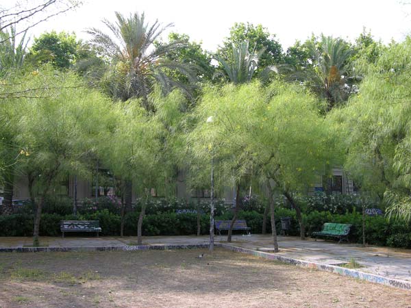 parkinsonia aculeata 10