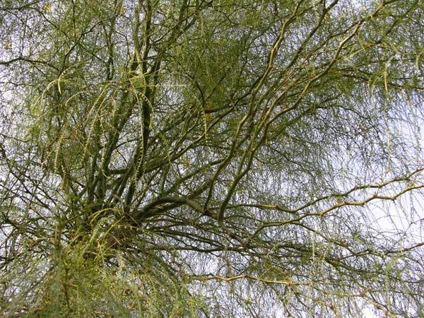 parkinsonia aculeata 11