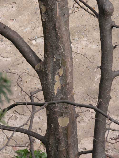 parrotia persica 01