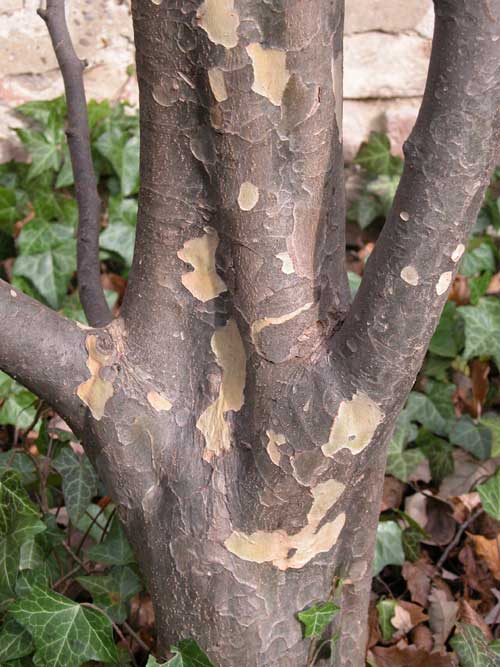 parrotia persica 02