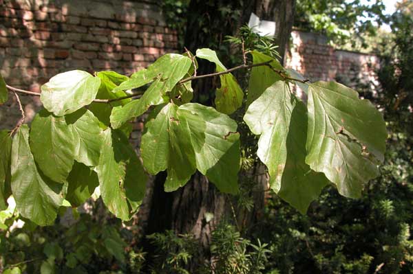 parrotia persica 03