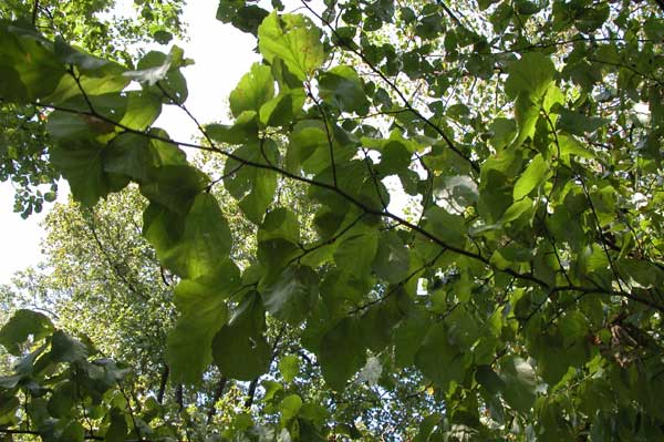 parrotia persica 04