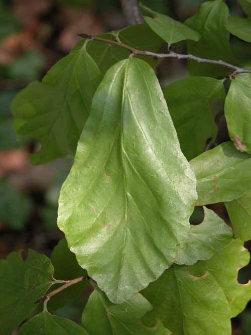 parrotia persica 05