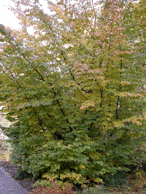 parrotia persica 06