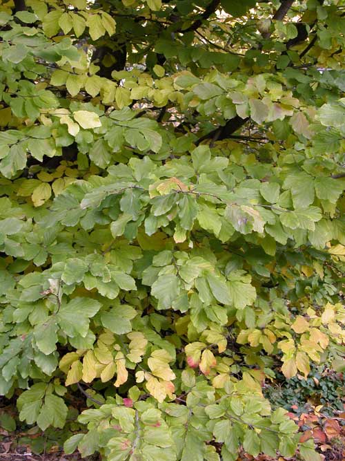 parrotia persica 07