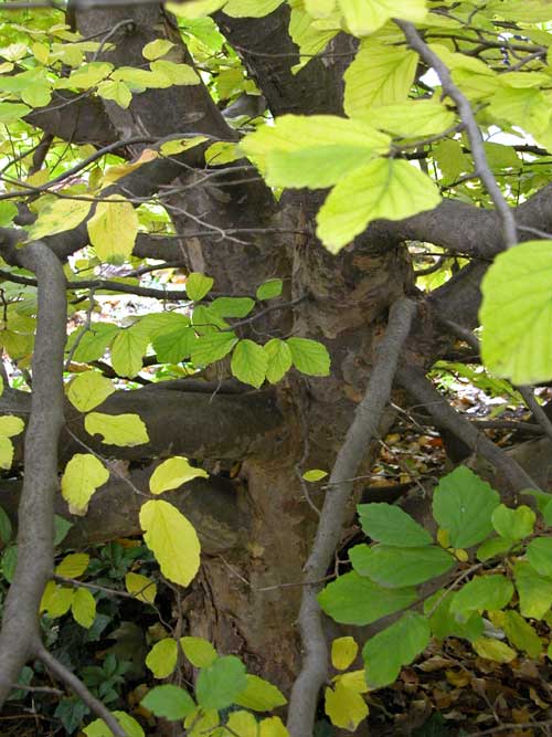 parrotia persica 08