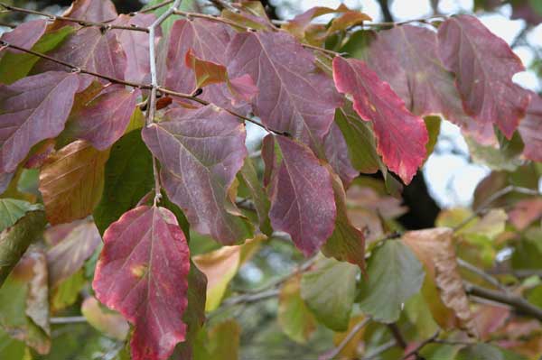 parrotia persica 09