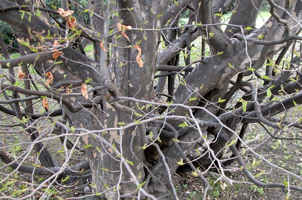 parrotia persica 10