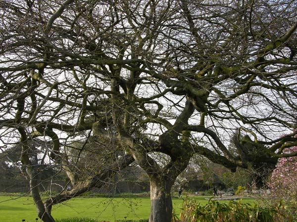 parrotia persica 11