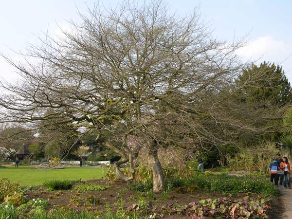 parrotia persica 12