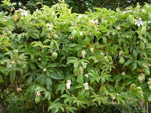 passiflora incarnata 01
