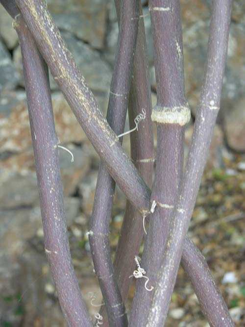 passiflora incarnata 02