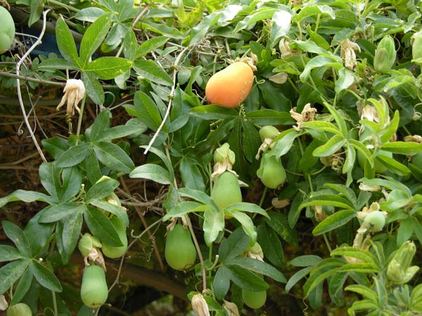 passiflora incarnata 03