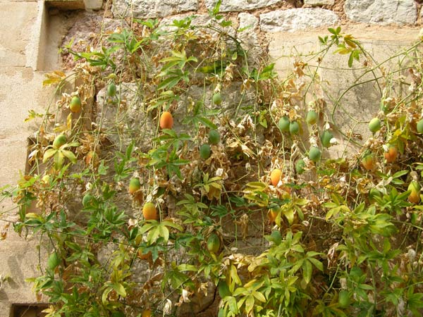 passiflora incarnata 04